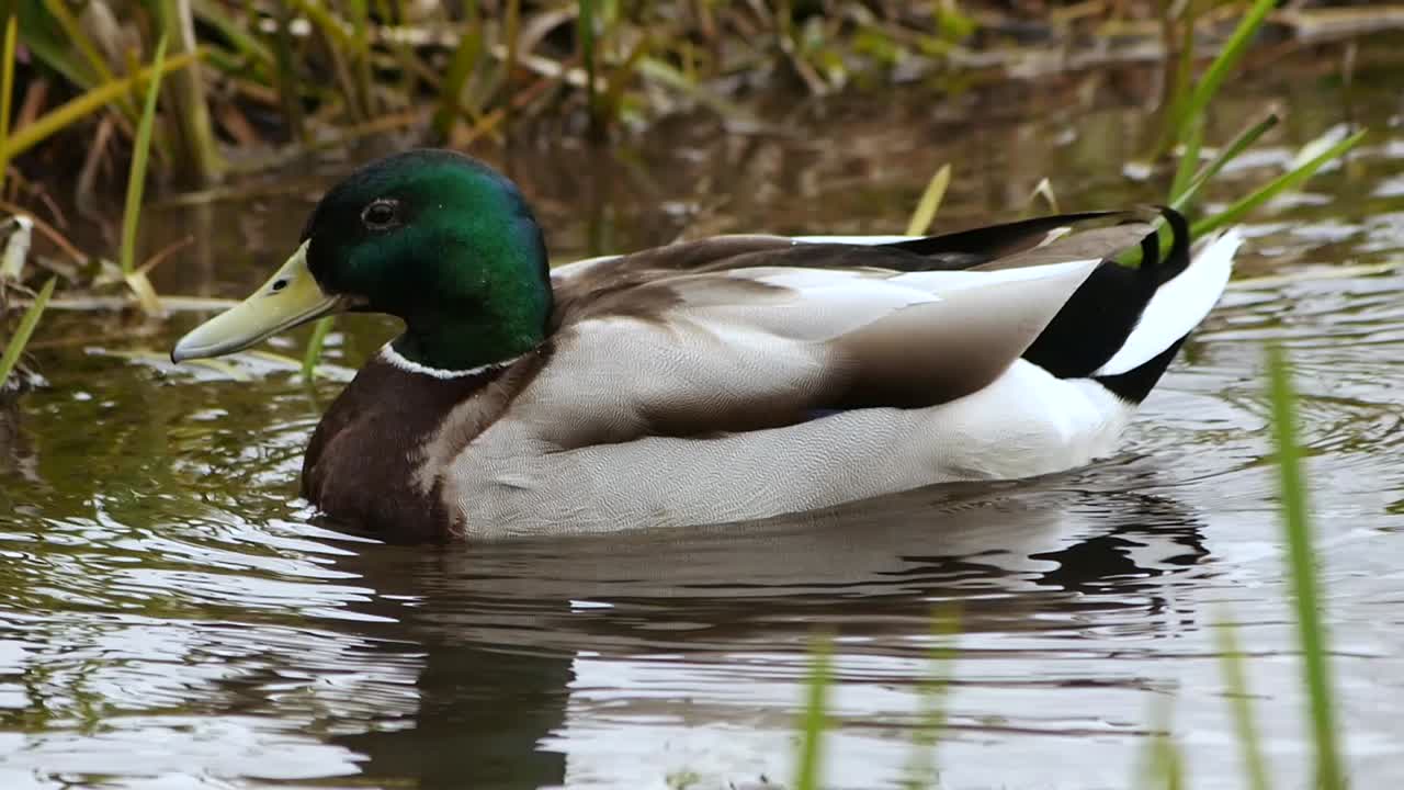 A slow motion duck clip rusteling his feathers before he turns