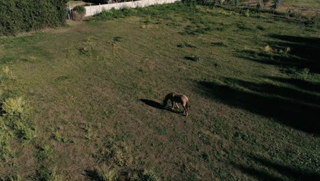 4k drone foo4k drone footage of horses eating grass in a chilean farmtage
