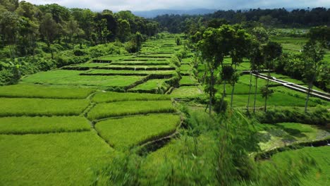 Vista-Aérea-Sobre-El-Aire-Terjun-Kembar-Arum-Con-Arrozales-Verdes-Sobre-Un-Paisaje-Escénico-En-El-Este-De-Java,-Indonesia