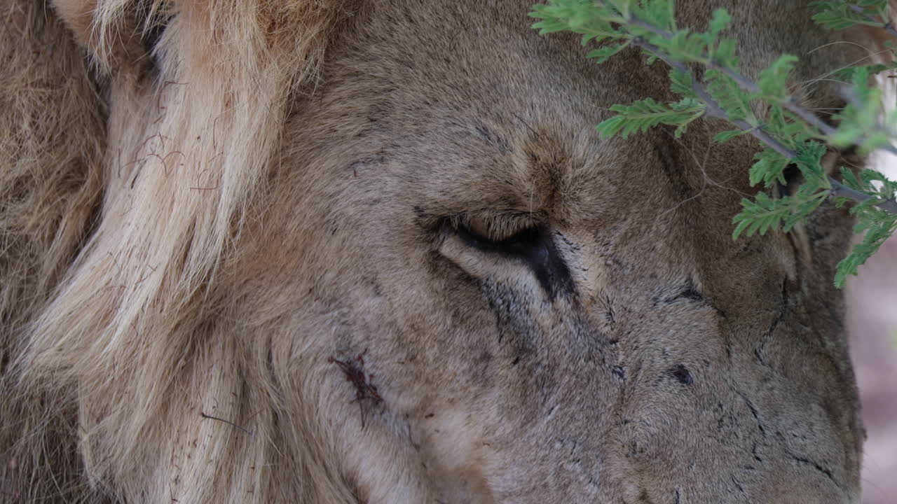 Primo piano degli occhi di un leone maschio. Panthera Leo