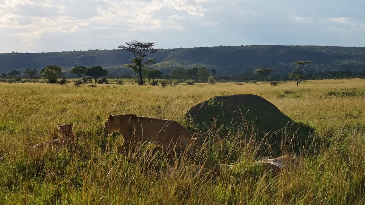orgullo de leones en masai mara, kenia, áfrica, leona descansando y durmiendo al sol en un safari de vida silvestre africana acostada en la hierba larga en masai mara, toma de gran ángulo con paisaje