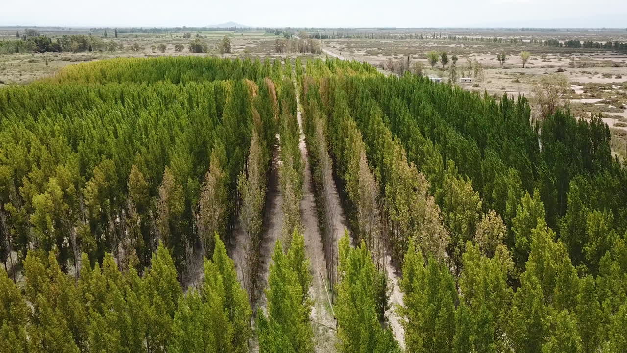 Aerial View of Artificial Deciduous Forest in Mendoza Wine Country, Argentina, Lined Trees on Plain Ground