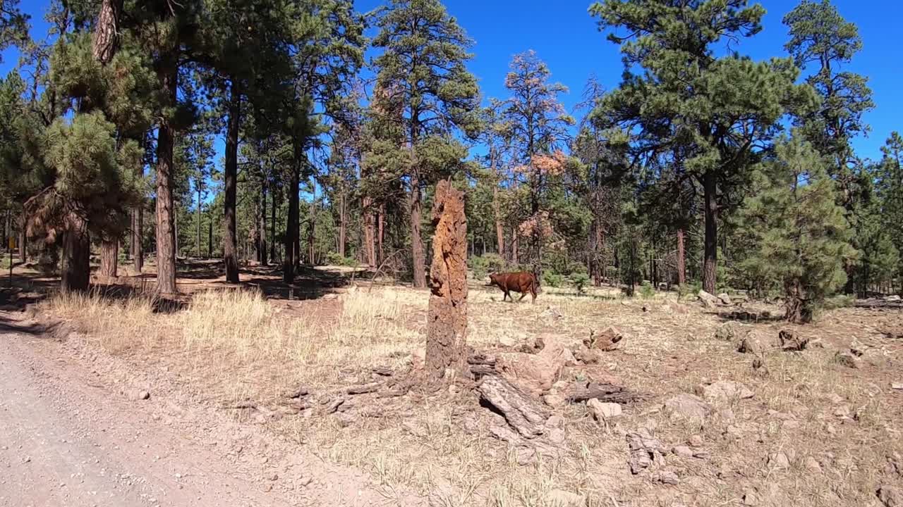 tiro de carro de una vaca solitaria abriéndose camino a través del campo abierto en el bosque nacional coconino, arizona