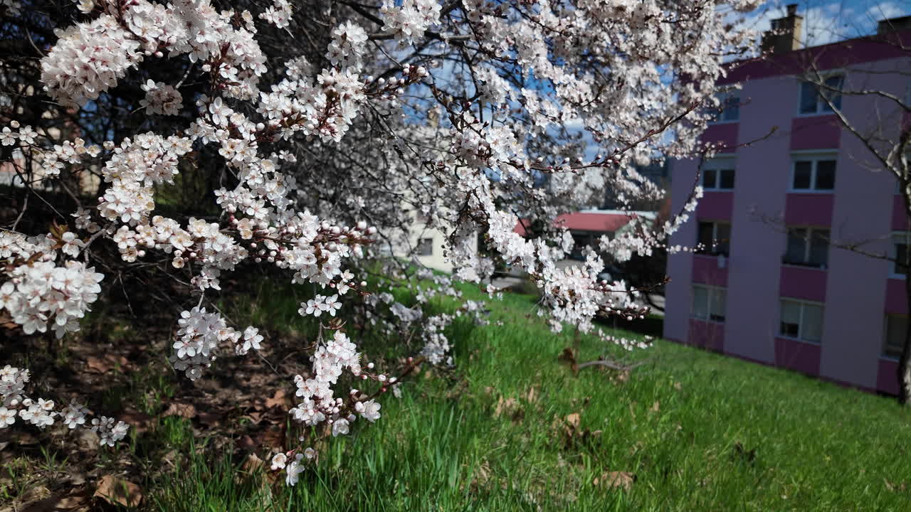 Cherry blossoms blooming near urban apartment buildings
