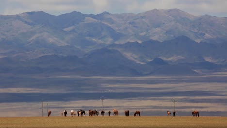 stunning wide view of colorful horse herd grazing, walking and running across dry grasslands with huge picturesque blue mountains in the background in dry grass field