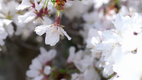 Flor-De-Cerezo-Se-Balancea-En-La-Brisa