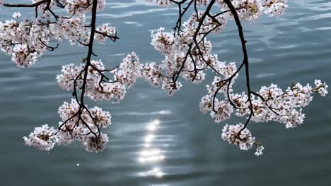 cherry blossom branches over water, sakura park in aomori, peaceful spring vibe