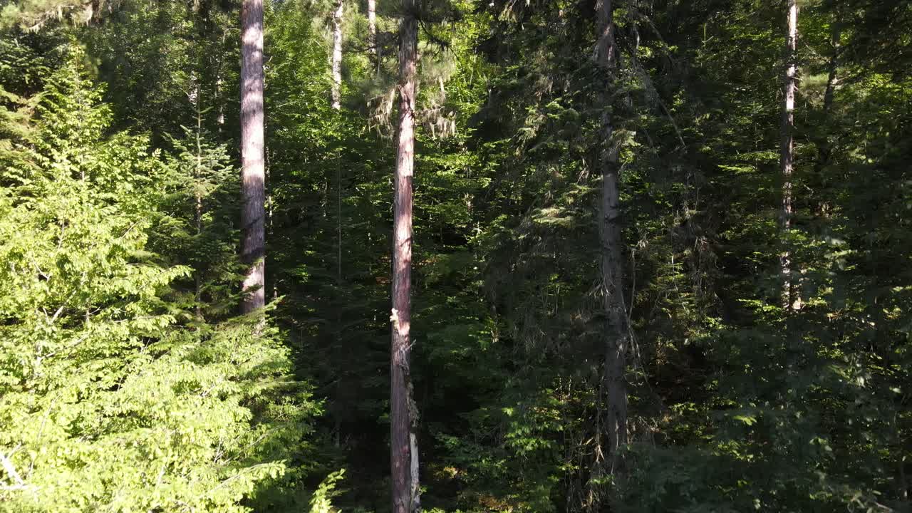 лес природное дерево аэрофотосъемка сверху