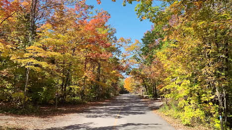 forwards fly above road in autumn forest on sunny day