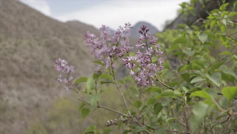 Purple-flower-on-a-meadow-on-a-mountain