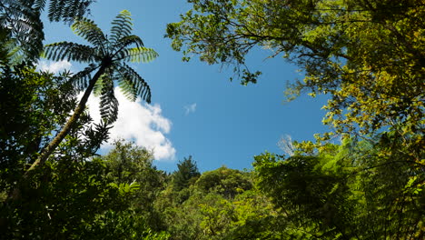 Low-angle-shot-of-tropical-plants-and-leaves-of-fern-tree-against-blue-sky-in-New-Zealand