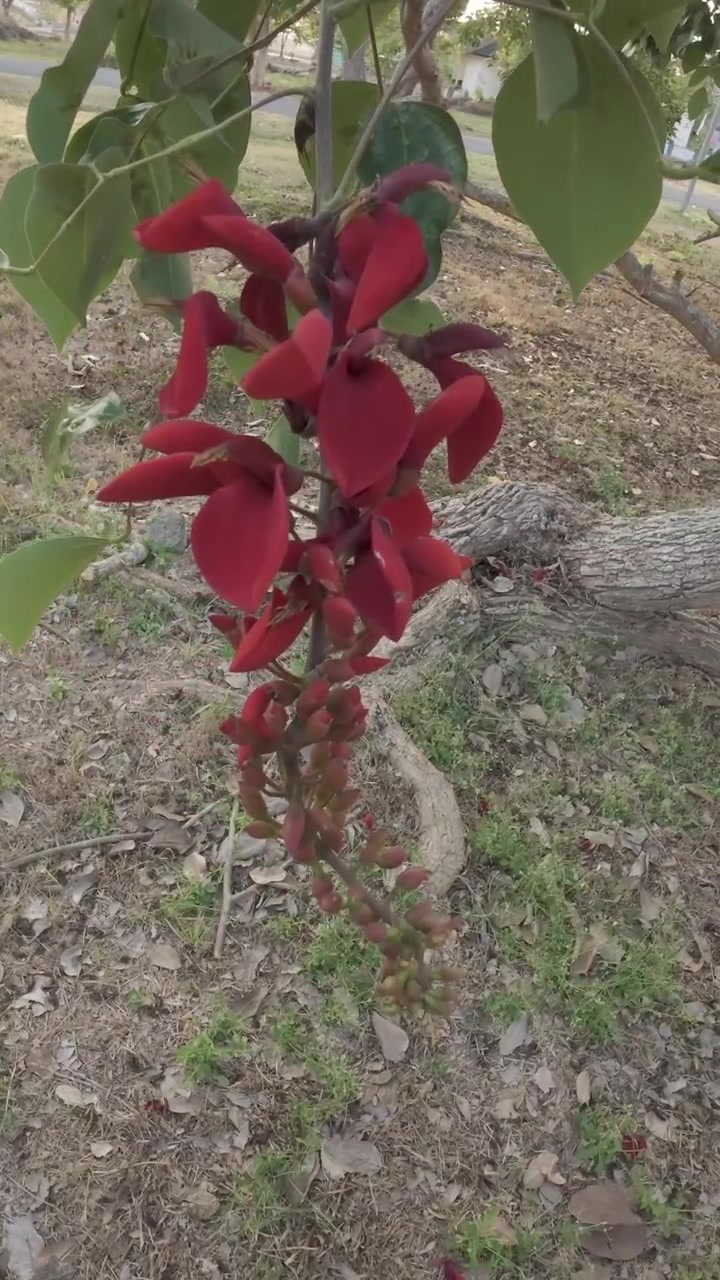 Grappolo di fiori di Erythrina rosso vivace pendente da un ramo d'albero