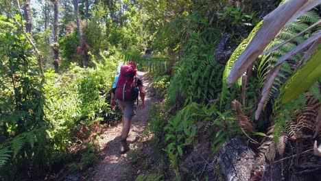 Man-with-heavy-back-pack-hikes-narrow-trail-in-lush-green-jungle