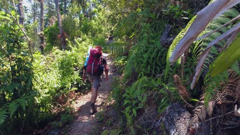 man with heavy back pack hikes narrow trail in lush green jungle