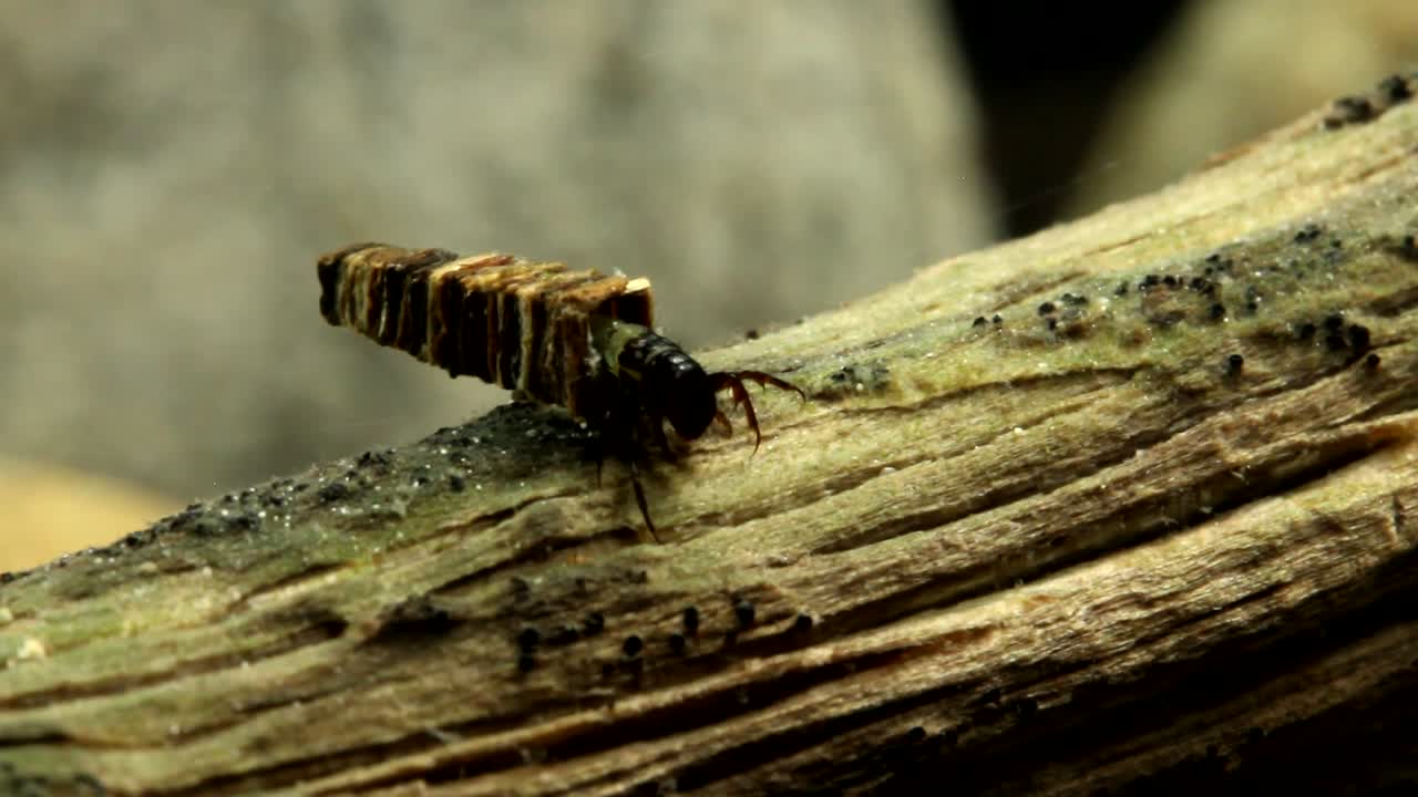 larva de mosca caddis arrastrándose a lo largo de un palo en un arroyo de trucha, de cerca con filamentos de seda visibles
