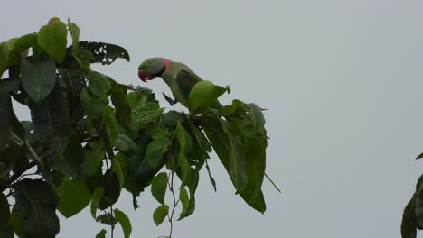 loro en el árbol uhd mp4 4k video.