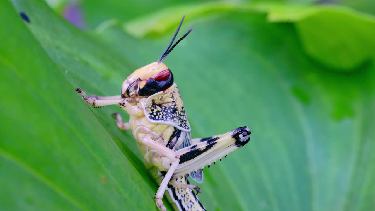 Close up of a colorful grasshopper resting on a green leaf, macro detail of a stunningly colorful grasshopper, a vibrant insect of nature's wildlife