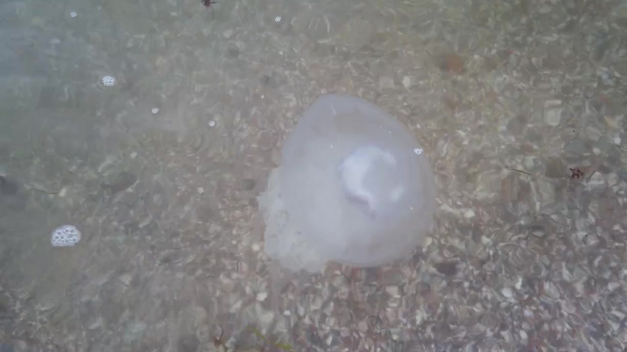 Vandmænd på stranden. Vandmandsarten Rhizostoma pulmo