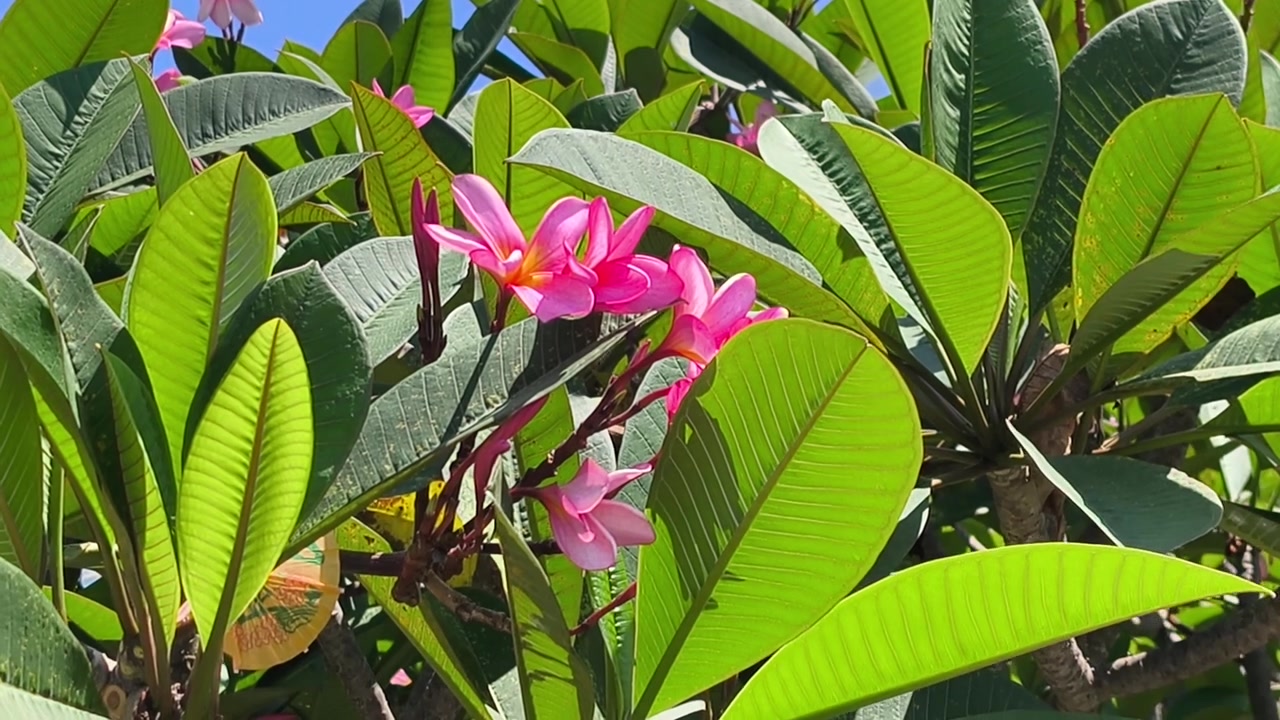 Fiori di Plumeria rosa sbocciano vivacemente su un ramo d'albero all'aperto. I bellissimi fiori tropicali ondeggiano dolcemente in un ambiente naturale e pacifico