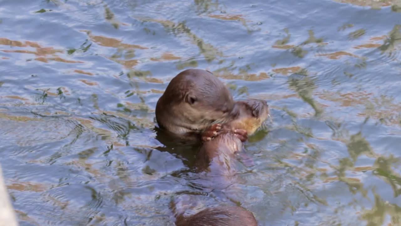 Smooth Coated Otters Eating Fish In The River Free Stock Video Footage