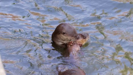 smooth coated otters eating fish in the river