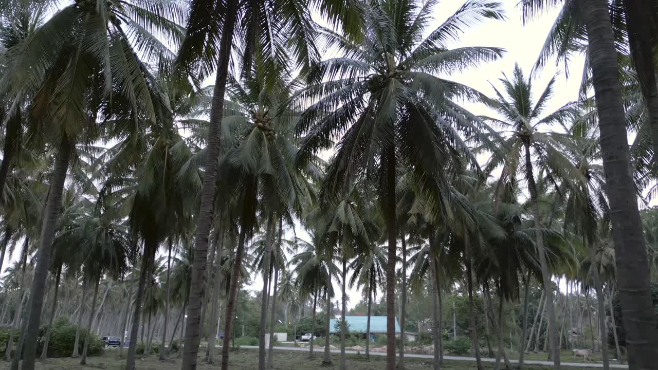 Lush Palm Tree Grove on an Overcast Day