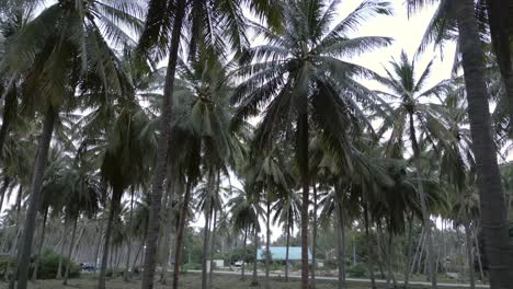 lush palm tree grove on an overcast day