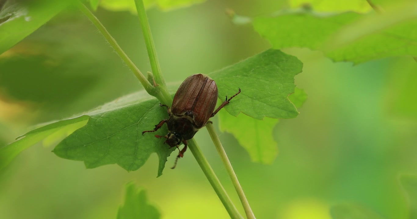 Big brown bug holding a green vine leaf close up 4K