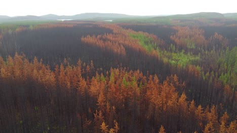 paisaje forestal y copas de árboles secuelas norte de la ciudad de quebec de lebel-sur-quevillon incendio forestal, disparo de dron