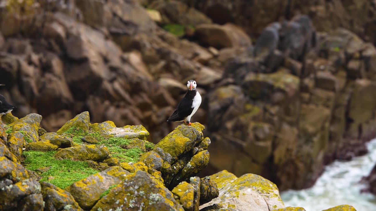 Un pulcinella di mare solitario sta su rocce coperte di muschio, guardando la costa frastagliata. La scena cattura l'habitat naturale dell'uccello. Adatto per documentari sulla fauna selvatica o contenuti educativi.