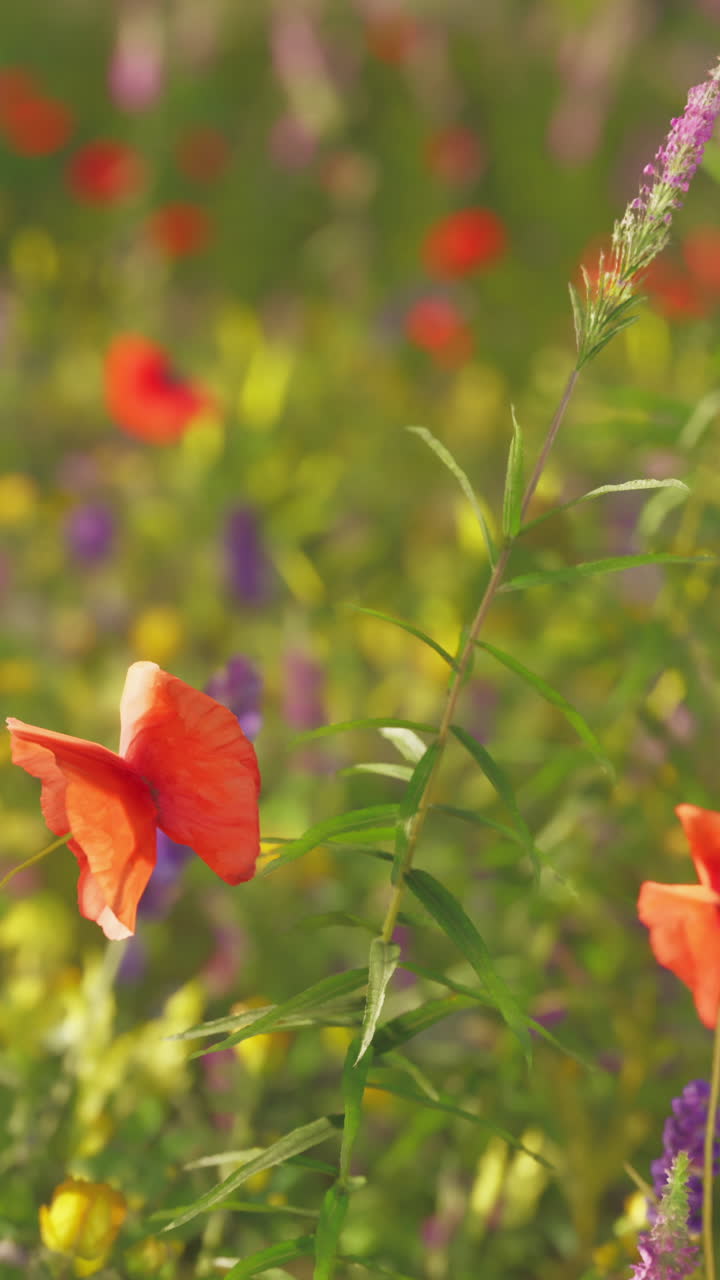Fiore di papavero rosso in un campo di fiori selvatici