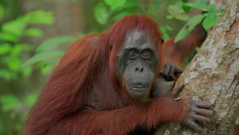 orangutan in the rainforest