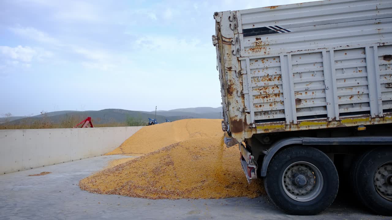 Harvested corn grains are transported by truck to the silo. Agriculture concept
