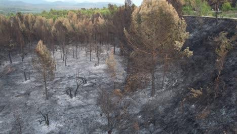 vista triste y deprimente de un bosque de pinos el día después de un gran incendio
