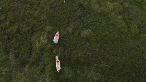 Group-Of-White-Sheeps-Walking-Up-The-Hill-In-The-Wicklow-Mountains-In-Ireland