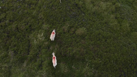 grupo de ovejas blancas subiendo la colina en las montañas de wicklow en irlanda