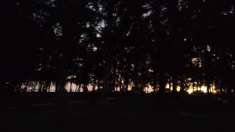 a shot from a car of the sunset through the trees beside the beach