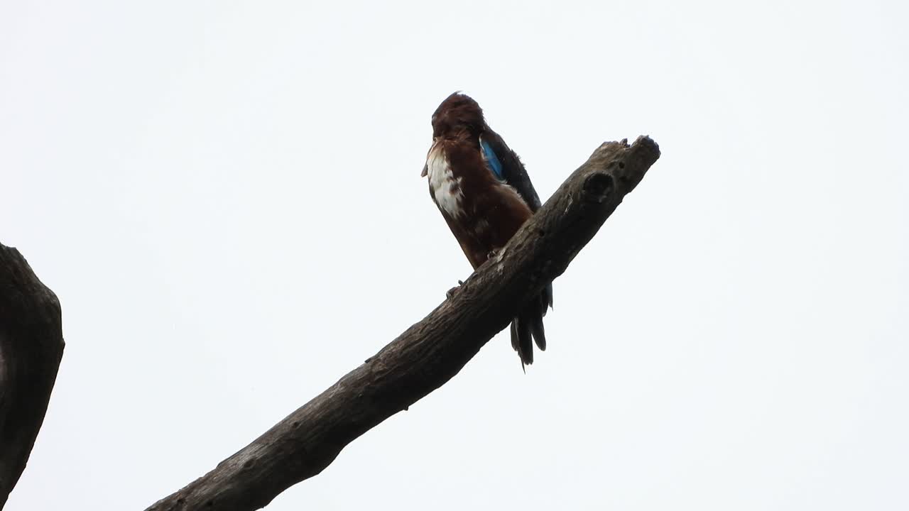 Kingfisher waiting for pray UHD MP4 4k VIdeo