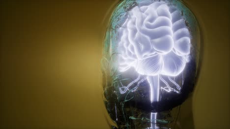 anatomía del cerebro humano