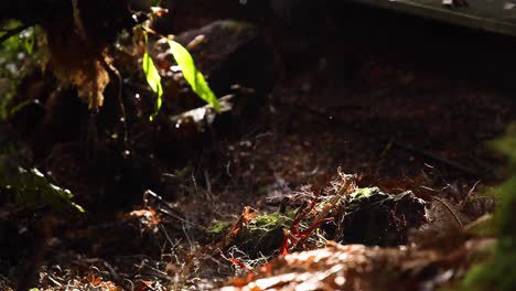 water droplets falling in a lush rainforest