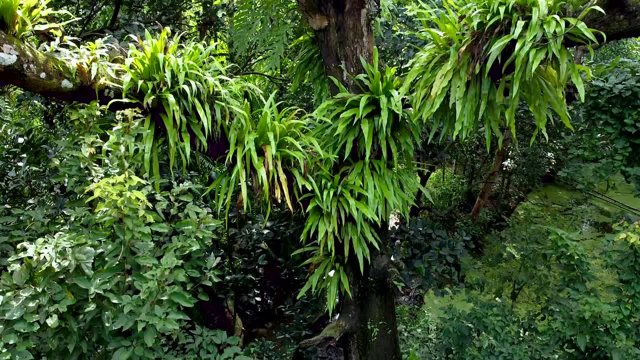 se han creado vistas aéreas de plantas parásitas dependiendo de árboles grandes