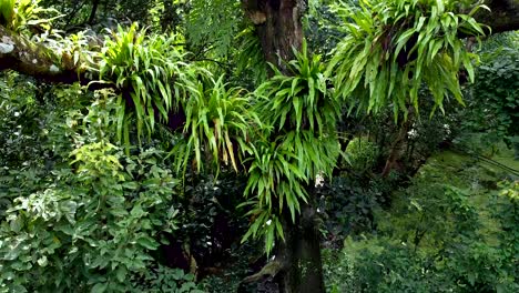 Se-Han-Creado-Vistas-Aéreas-De-Plantas-Parásitas-Dependiendo-De-árboles-Grandes