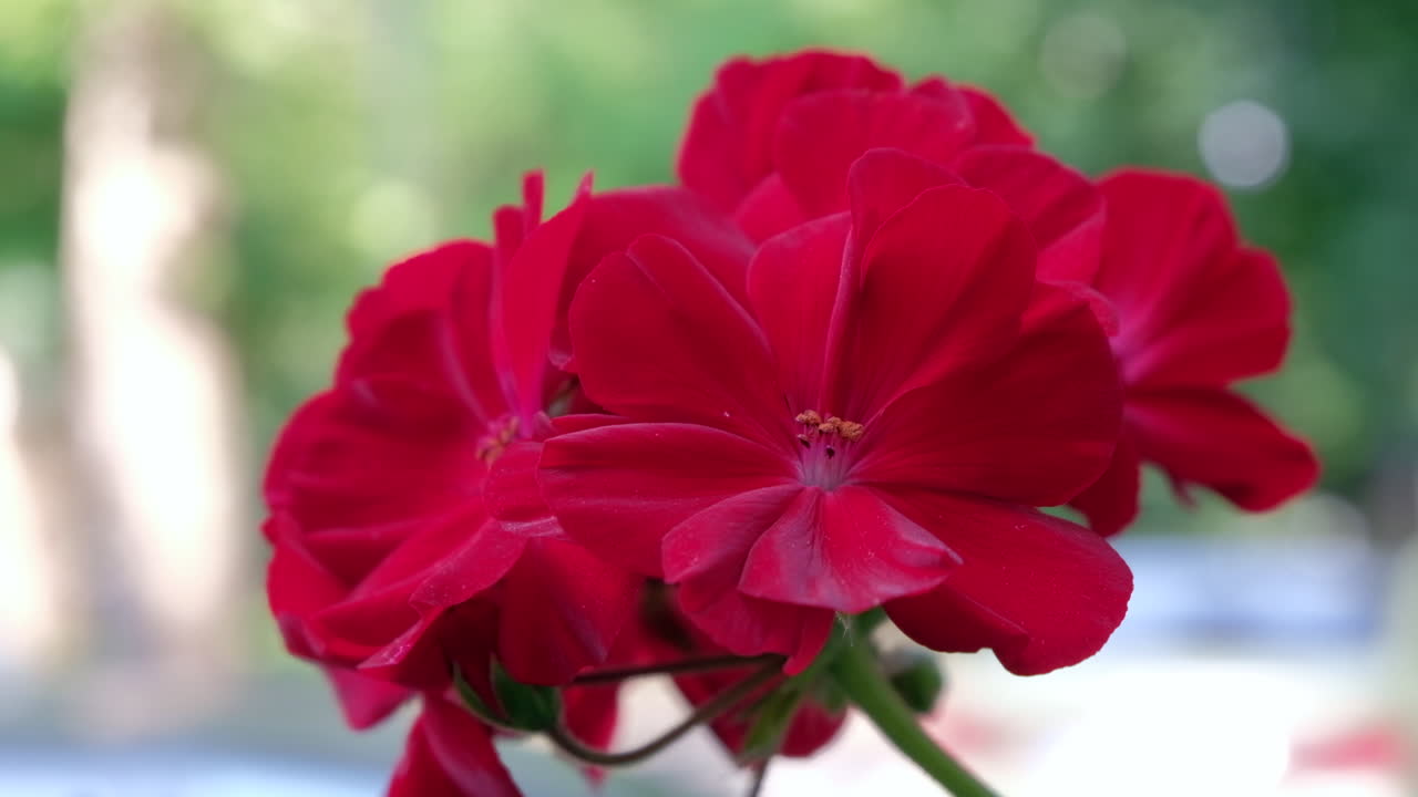 Close up of a bright pink Crane's-bill flower on a blurry background