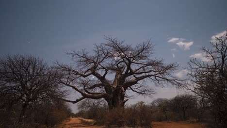 Timelapse-De-Un-árbol-Baobab-Africano-En-La-Sabana-Arbolada-De-Limpopo-Con-Nubes-Y-Estrellas-En-Movimiento