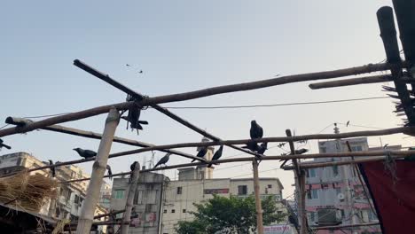 bandada de cuervos posados sobre una estructura de bambú en una ciudad, cámara lenta