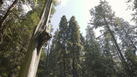 Wide-shot-of-Evergreen-treetops-with-one-dead-tree