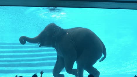 el elefante nada en la piscina del zoológico con agua clara