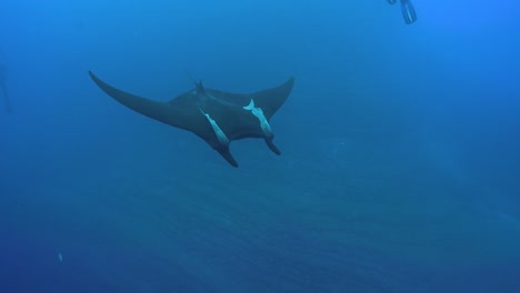 el grupo de buzos nadan alrededor y asustan a la manta raya gigante con el aire.