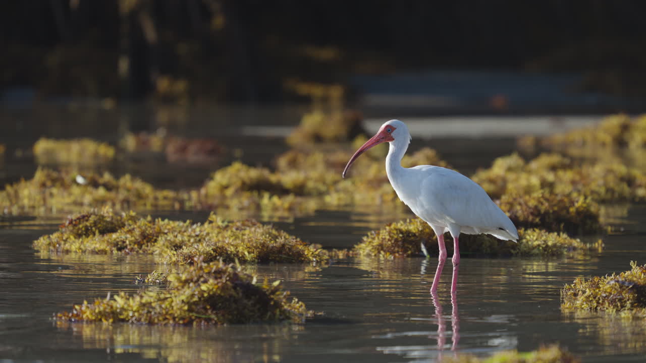 White Ibis on Beach Shore with Seaweed 2