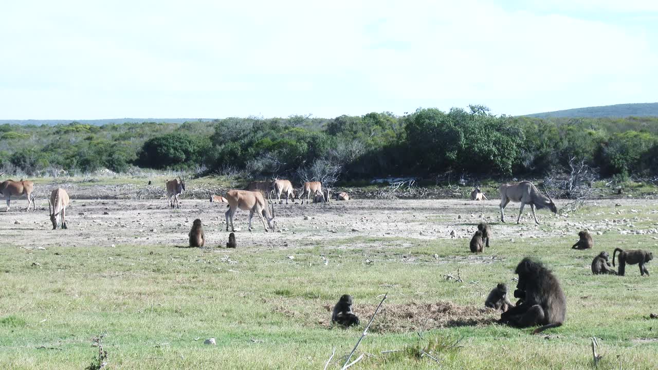 전경에서 먹이를 찾아다니는 개코원숭이와 함께 마른 강바닥에서 풀을 뜯고 있는 일런드 무리